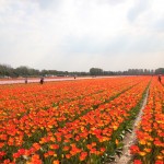 Gėlių, spalvų ir kvapų karalystė – Keukenhofo parkas